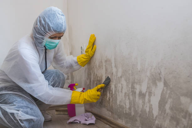 Best Affordable Mold Removal  in Middlesex, NC
