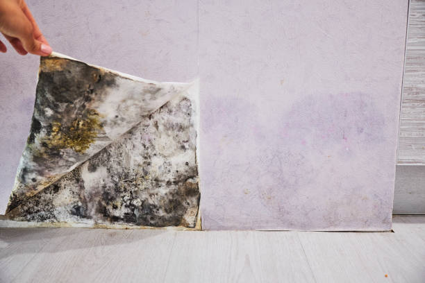 Best Home Mold Removal  in Middlesex, NC